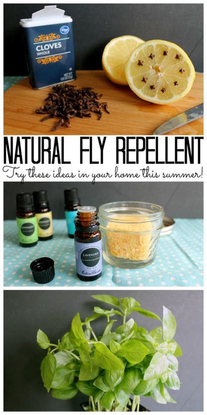 What is the strongest fly repellent?