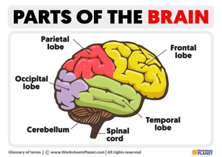 What is the strongest part of your brain?