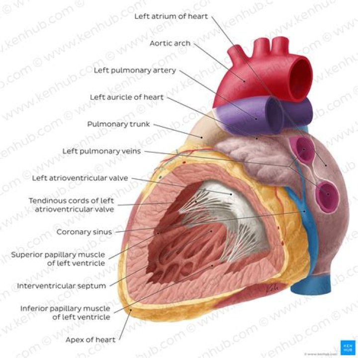 What is the structure and function of the left ventricle?