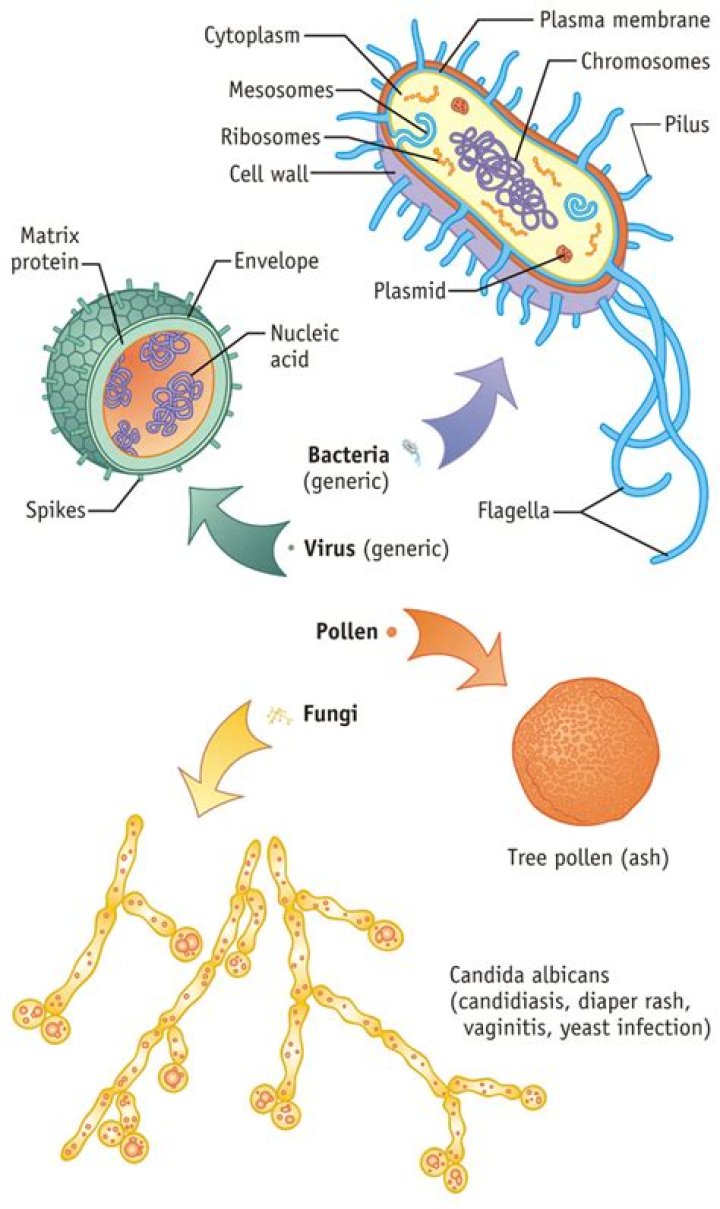 What is the structure of bacteria fungi and viruses?