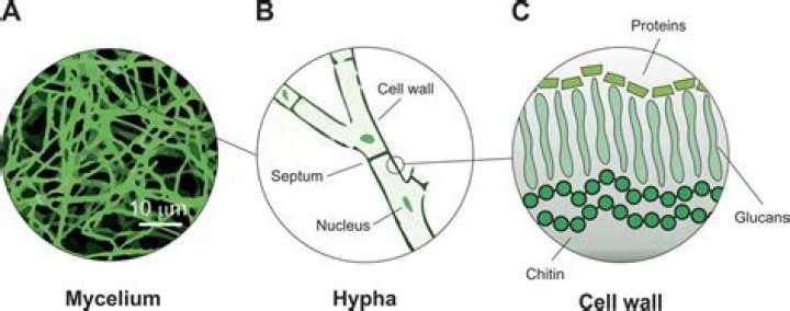 What is the structure of mycelium based materials?