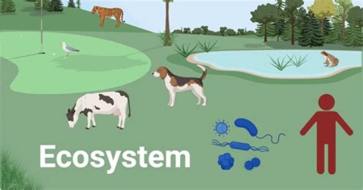 What is the study of an ecosystem called?