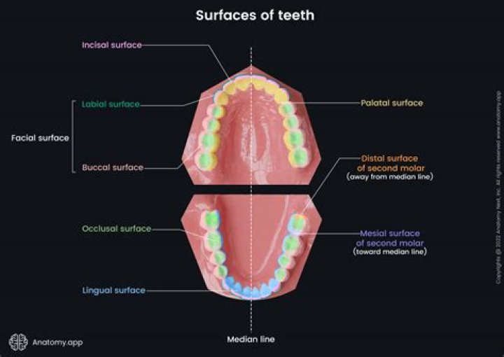 What is the study of surfaces called?