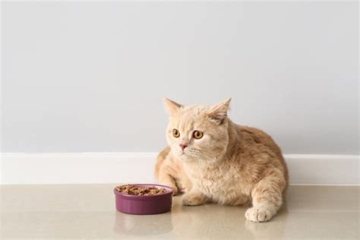 What is the time period of CAT coaching?