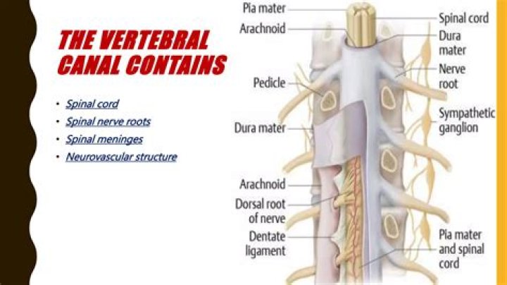 What is the tough outer layer that lines the vertebral canal?