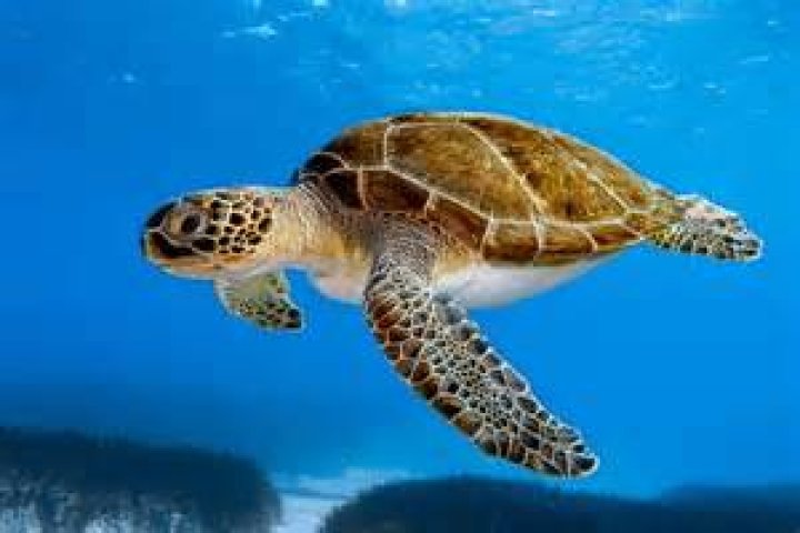 What is the turtle mean?