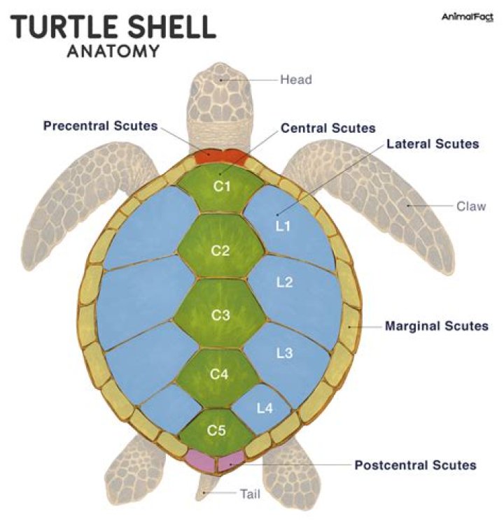 What is the underside of a turtle's shell called?