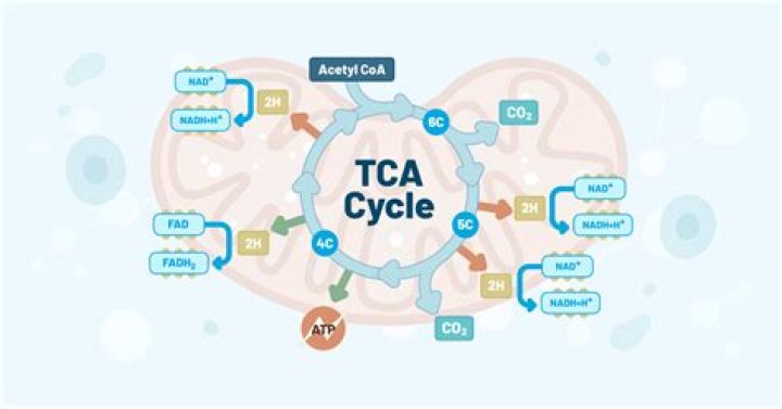 What is the use of TCA?
