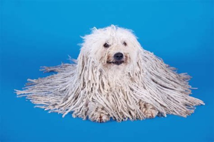 What is the weirdest pet to have?