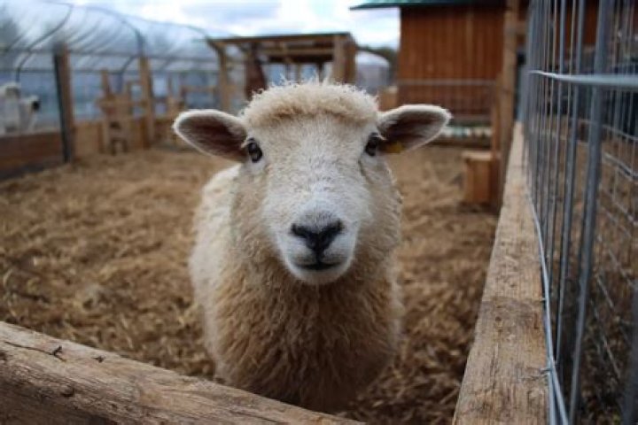 What is the Welfare of Animals Transport England Order 2006?