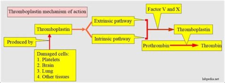 What is Thrombokinase?