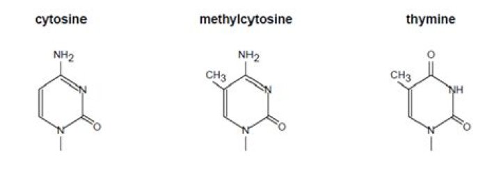 What is thymine cytosine called?