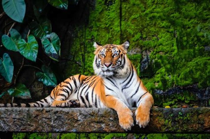 What is Tiger Tiger about?