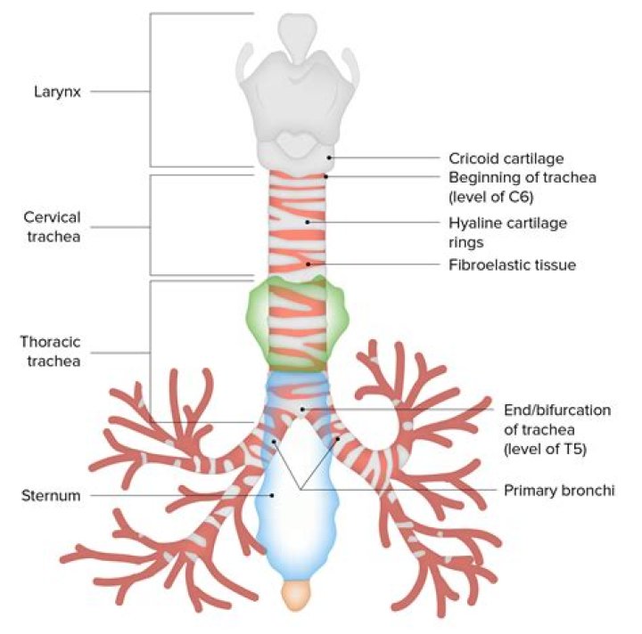What is trachea short answer?