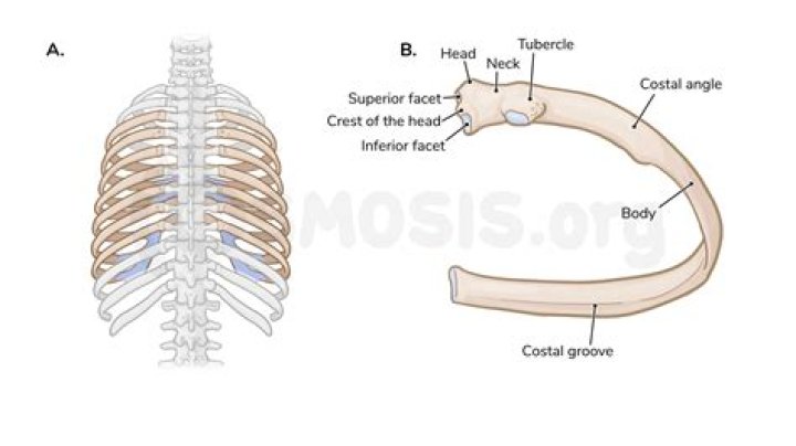 What is Vertebrosternal?