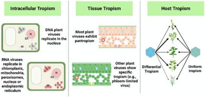What is virus tropism?