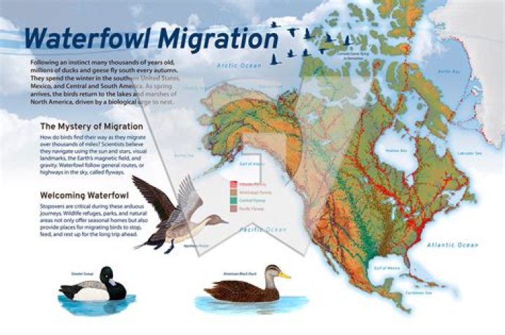What is waterfowl habitat?