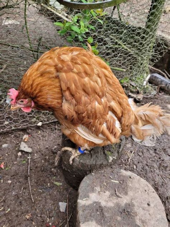 What is wry neck in guinea pigs?