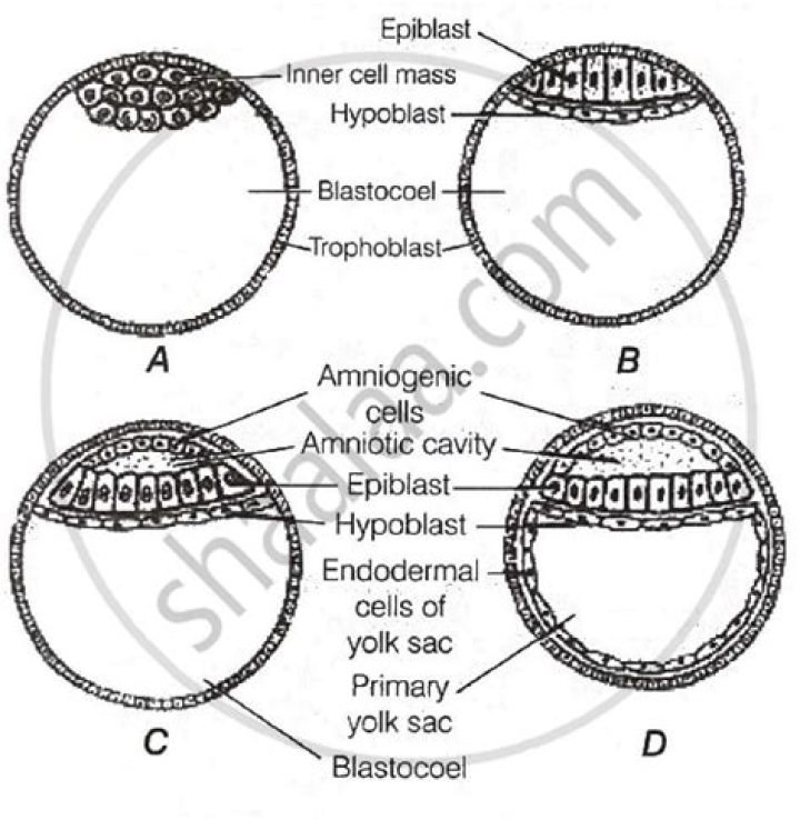 What is yolk in biology?