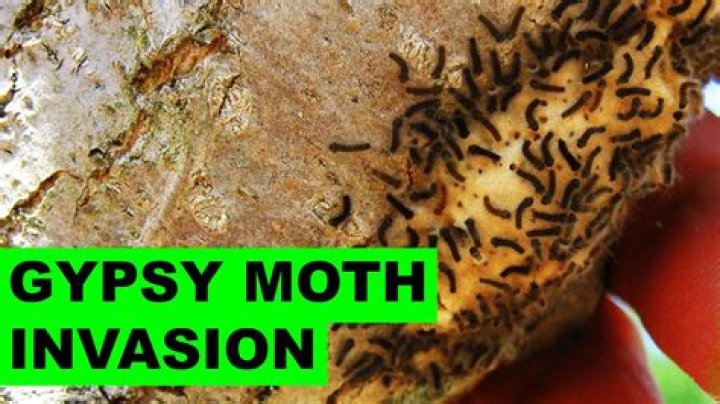 What kills gypsy moth eggs?