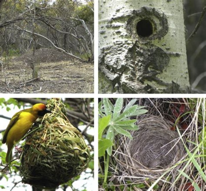 What kind of animals live in nests?