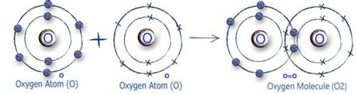 What kind of atoms are in a molecule of oxygen?