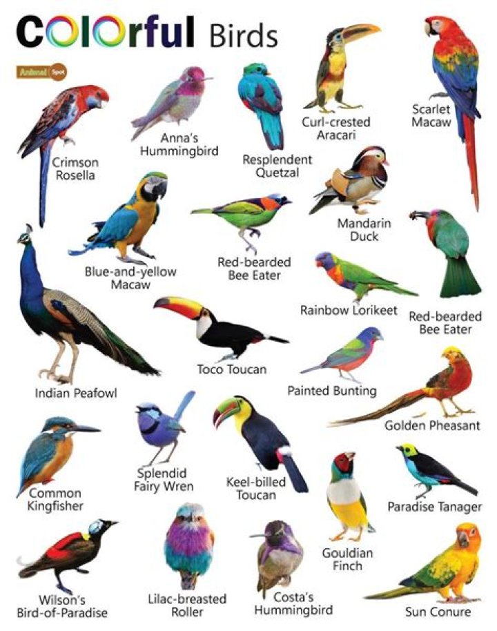 What kind of bird is a teal color?
