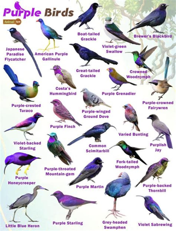 What kind of bird is Einstein?