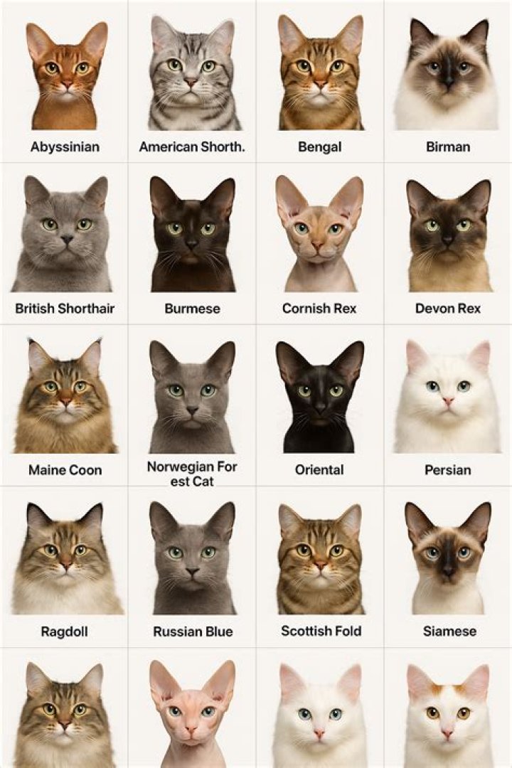 What kind of cat is bad luck?