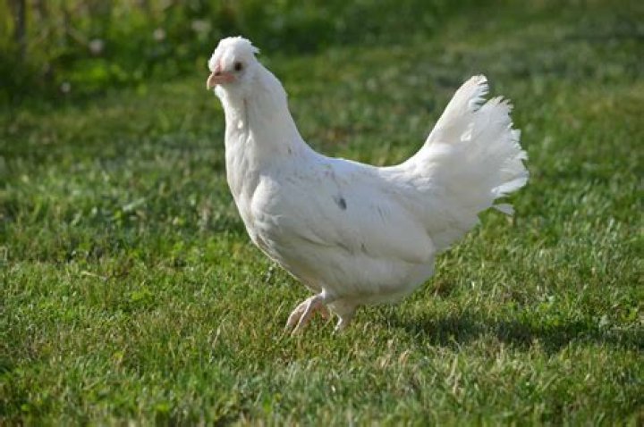 What kind of chickens are all white?