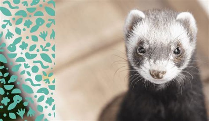 What kind of diseases do ferrets get?