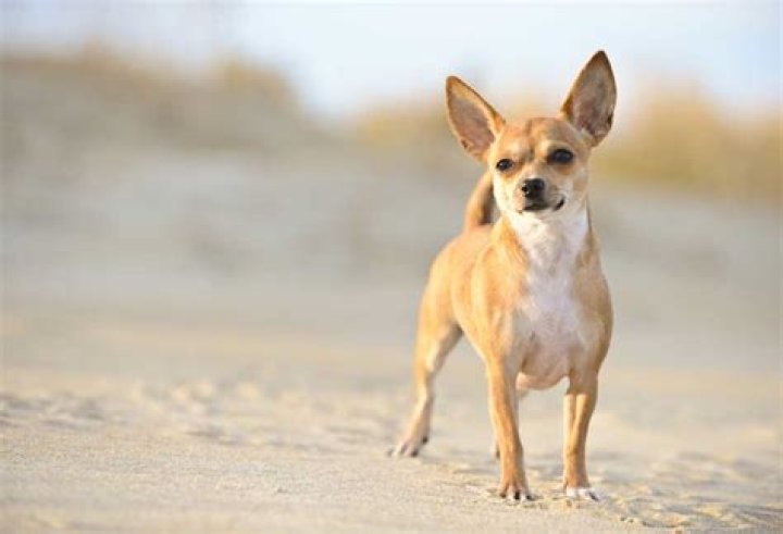 What kind of dogs are in Hawaii?