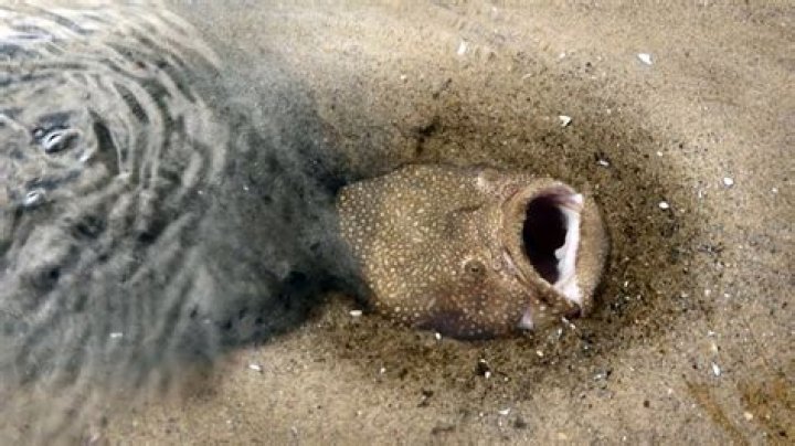 What kind of fish bury themselves in the sand?