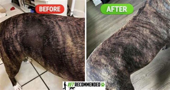 What kind of health problems do pitbulls have?