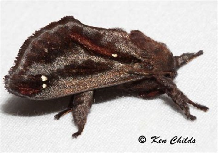 What kind of moth does a saddleback caterpillar turn into?
