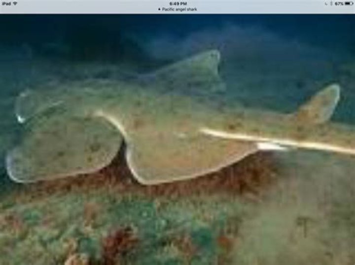 What kind of shark looks like a stingray?