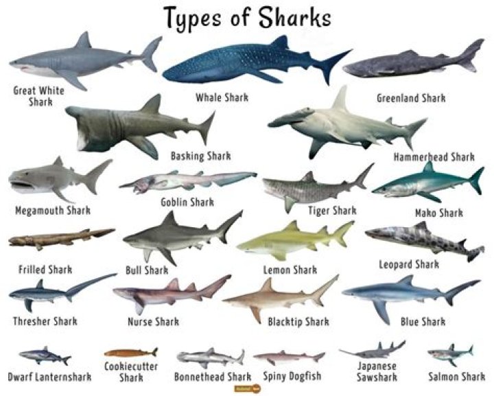 What kind of sharks are on the East Coast?