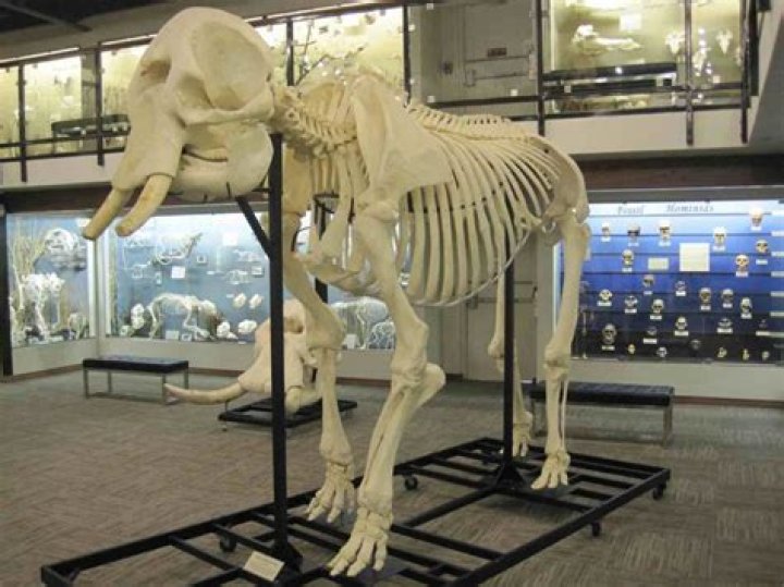 What kind of skeleton does an elephant have?