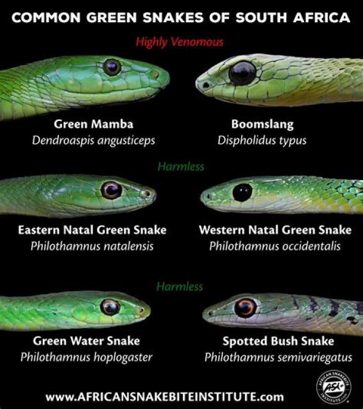 What kind of snake is juju?