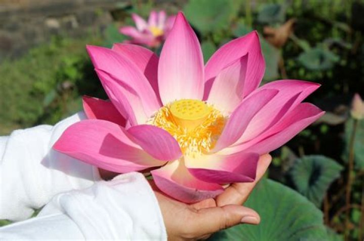 What kind of stem does Lotus have?