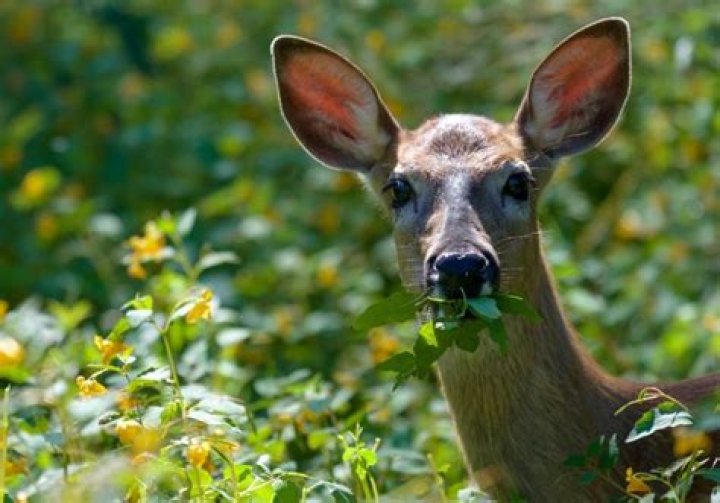 What kind of trees do deer not eat?