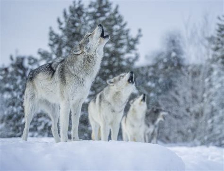 What kind of wolves live in Montana?
