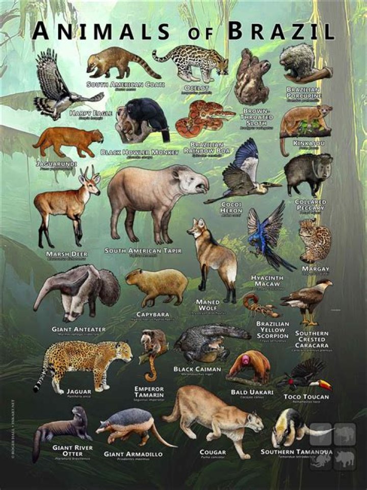 What kinds of animals live in Brazil?