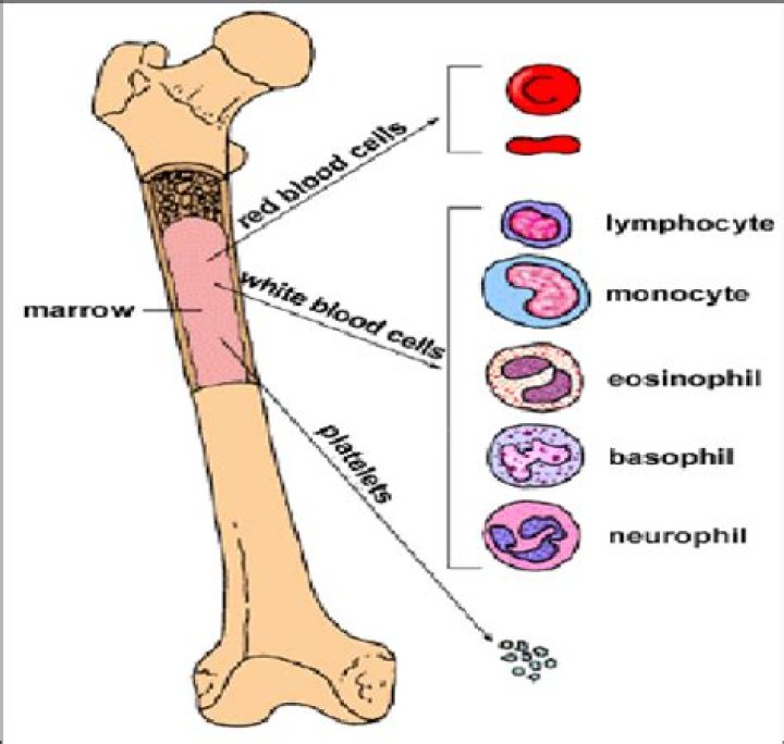 What long bones make blood cells?