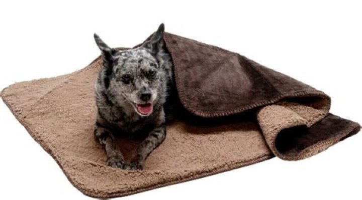 What makes a dog chew on blankets?
