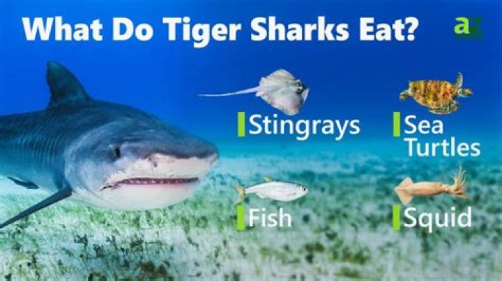 What makes a tiger sharks diet different from other sharks?
