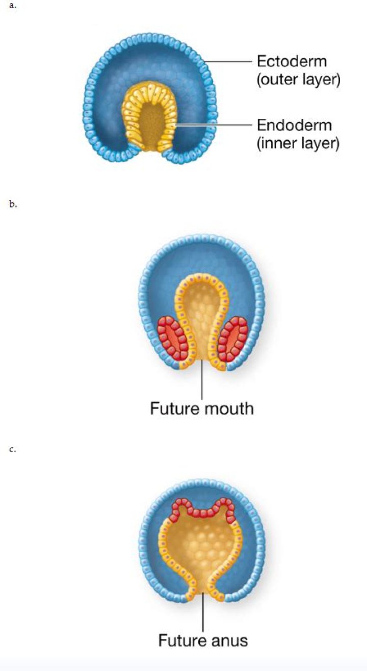 What makes an animal a Protostome?