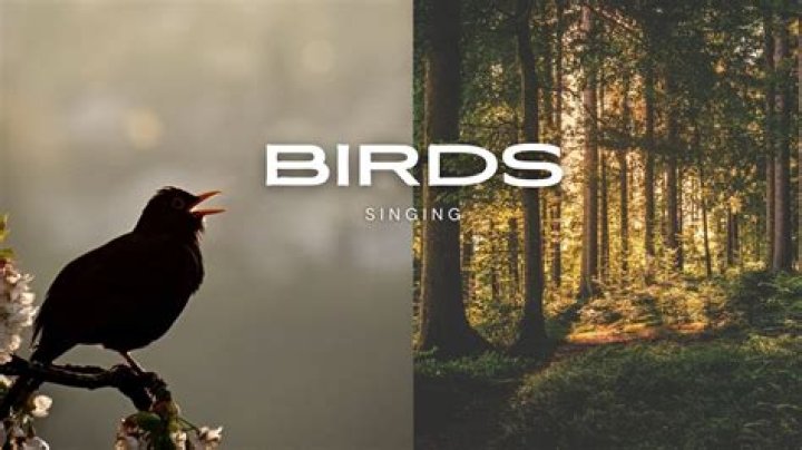 What makes the chirping noise at night in Barbados?