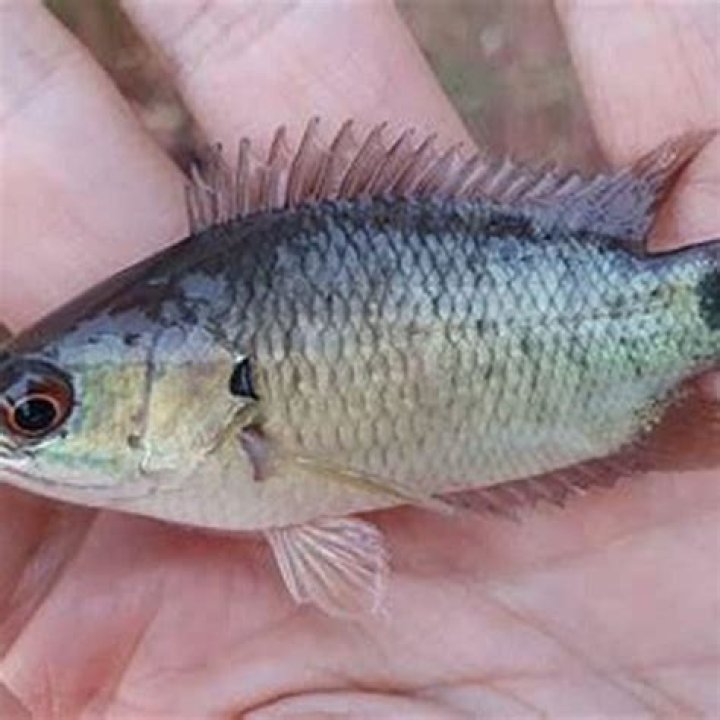 What makes the climbing perch an unusual species of fish?
