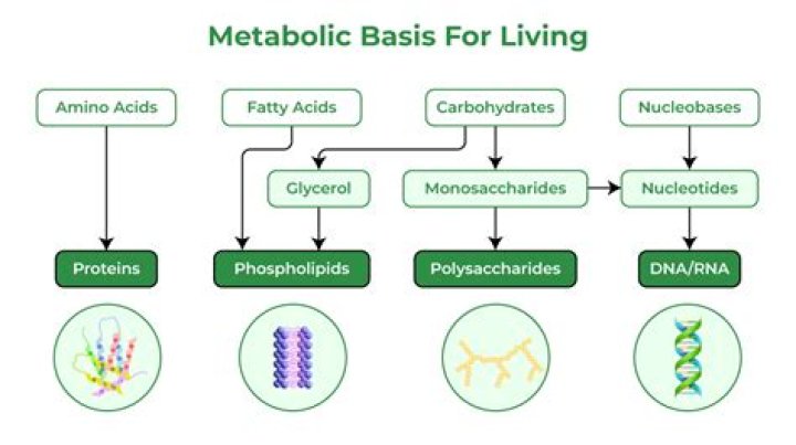What metabolic pathway builds molecules?